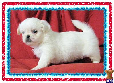 Pekingese Puppies for Sale